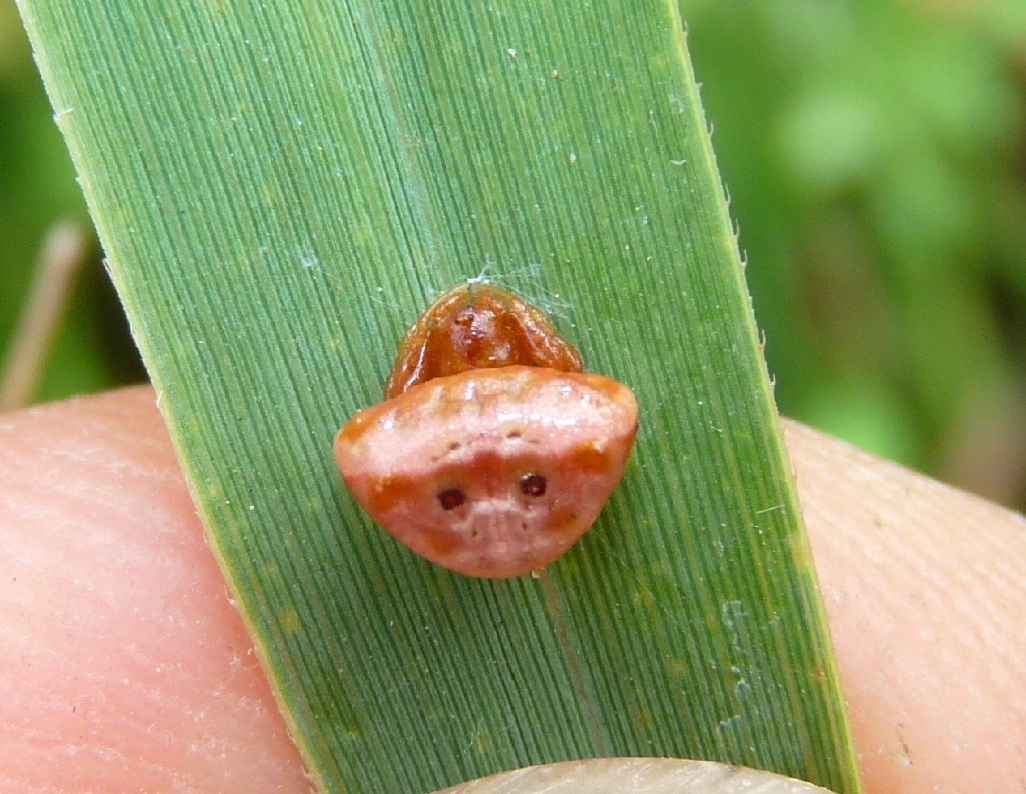 Cyrtarachne sp. (!)